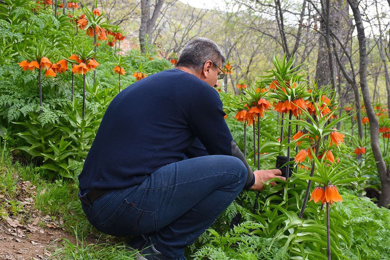 Bitlis’te açan ters laleler göz kamaştırıyor
