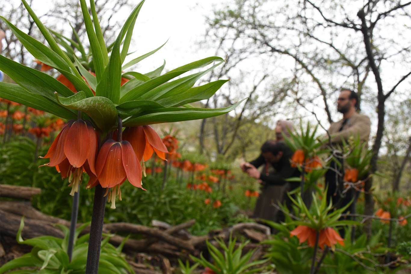 Bitlis’te açan ters laleler göz kamaştırıyor