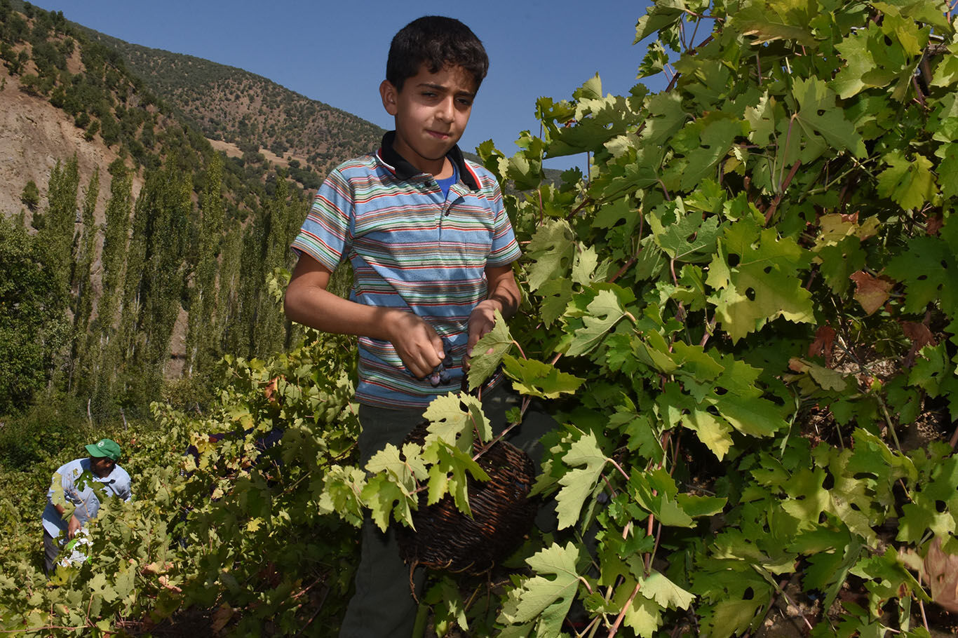 Bitlis'te imece usulüyle yapılan pekmez yoğun ilgi görüyor