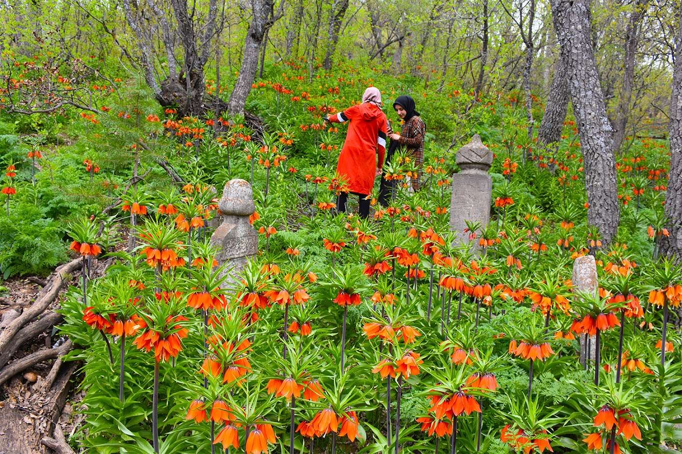Bitlis’te açan ters laleler göz kamaştırıyor