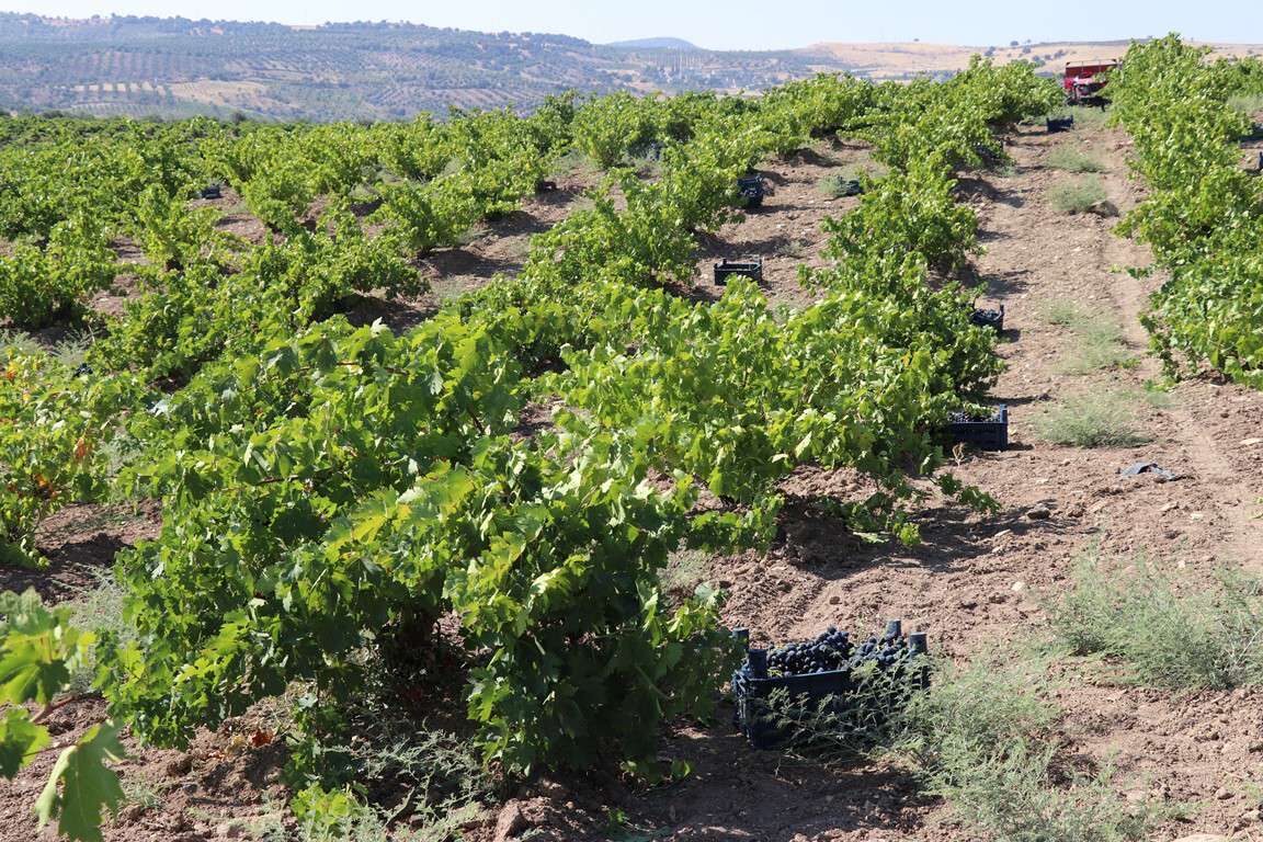 Kilis’te üzüm hasadı devam ediyor