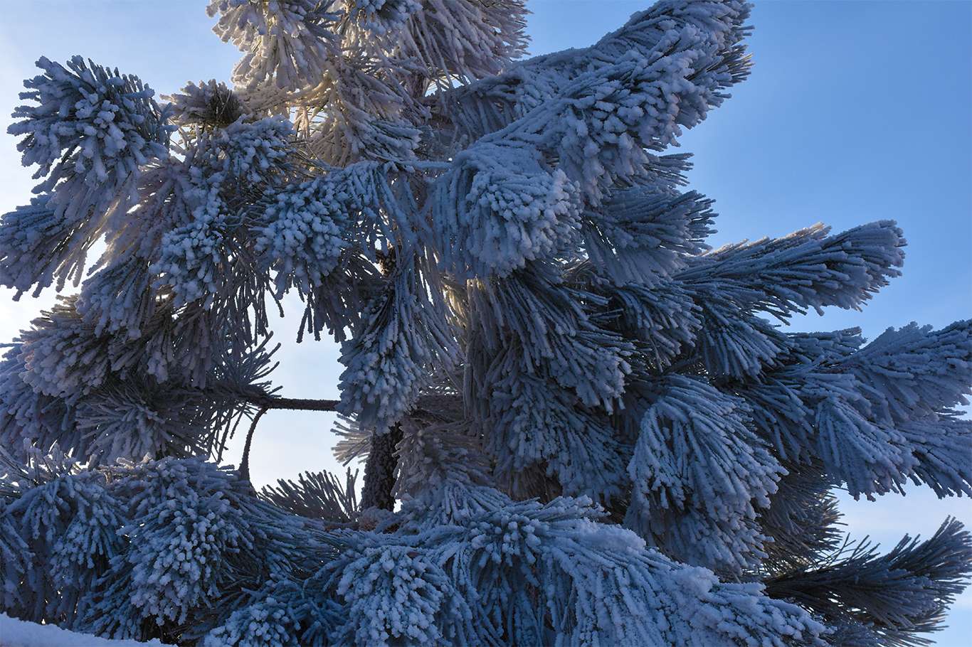 Bitlis'te hava sıcaklığı eksi 20 dereceye düşünce kartpostallık görüntüler oluştu