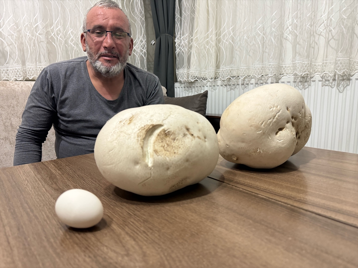 A A 20250509 37901781 37901777 I S P A R T A L I D O G A S E V E R Y U R U Y U S S I R A S I N D A D E V M A N T A R L A R B U L D U