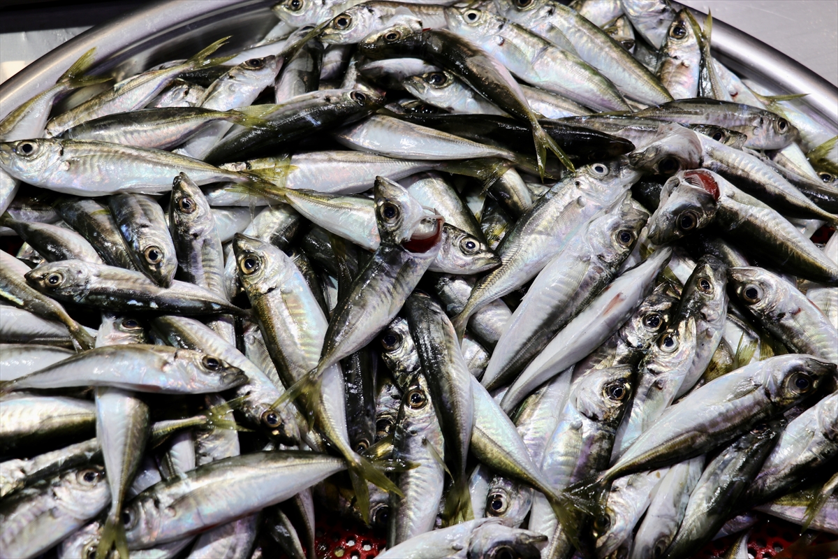 A A 20250511 37915334 37915332 T R A B Z O N D A B A L I K C I T E Z G A H L A R I N D A C E S I T L I L I K S U R U Y O R