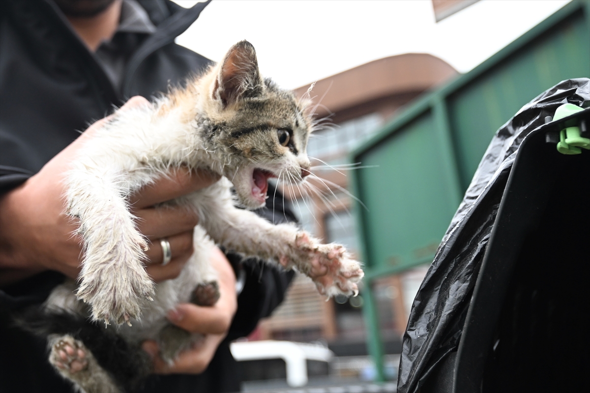 A A 20250516 37976337 37976332 D U Z C E D E D E R E D E N K U R T A R I L A N K E D I Y A V R U S U N U T A K S I C I S A H I P L E N D I