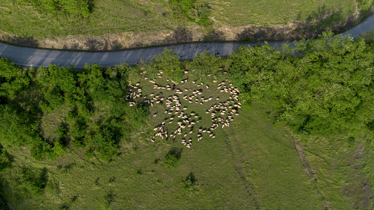 A A 20250518 37993032 37993020 D O G U K A R A D E N I Z D E B E S I C I L E R I N Y A Y L A L A R A G O C U S U R U Y O R