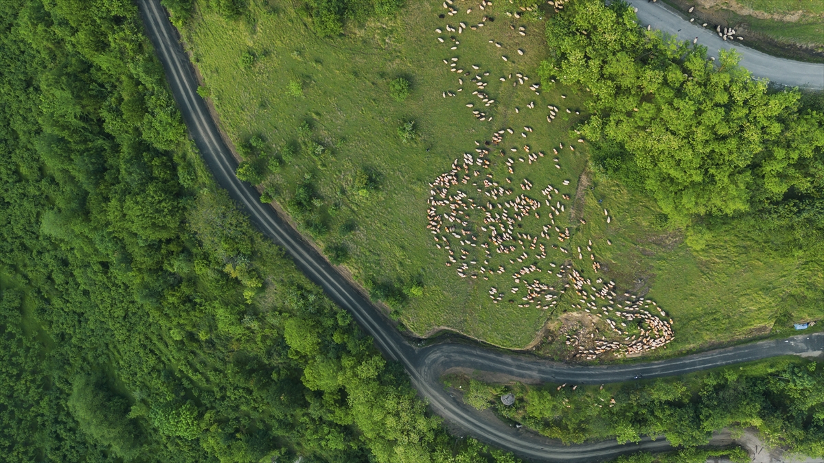 A A 20250518 37993032 37993021 D O G U K A R A D E N I Z D E B E S I C I L E R I N Y A Y L A L A R A G O C U S U R U Y O R