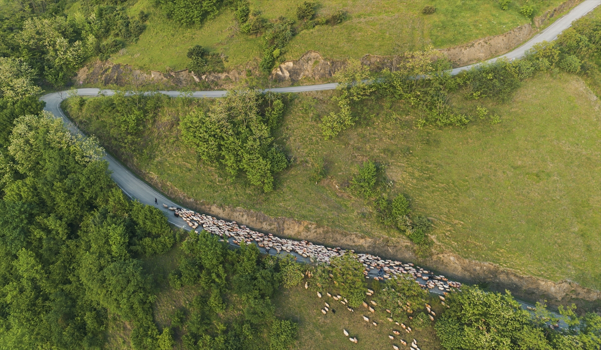 A A 20250518 37993032 37993022 D O G U K A R A D E N I Z D E B E S I C I L E R I N Y A Y L A L A R A G O C U S U R U Y O R