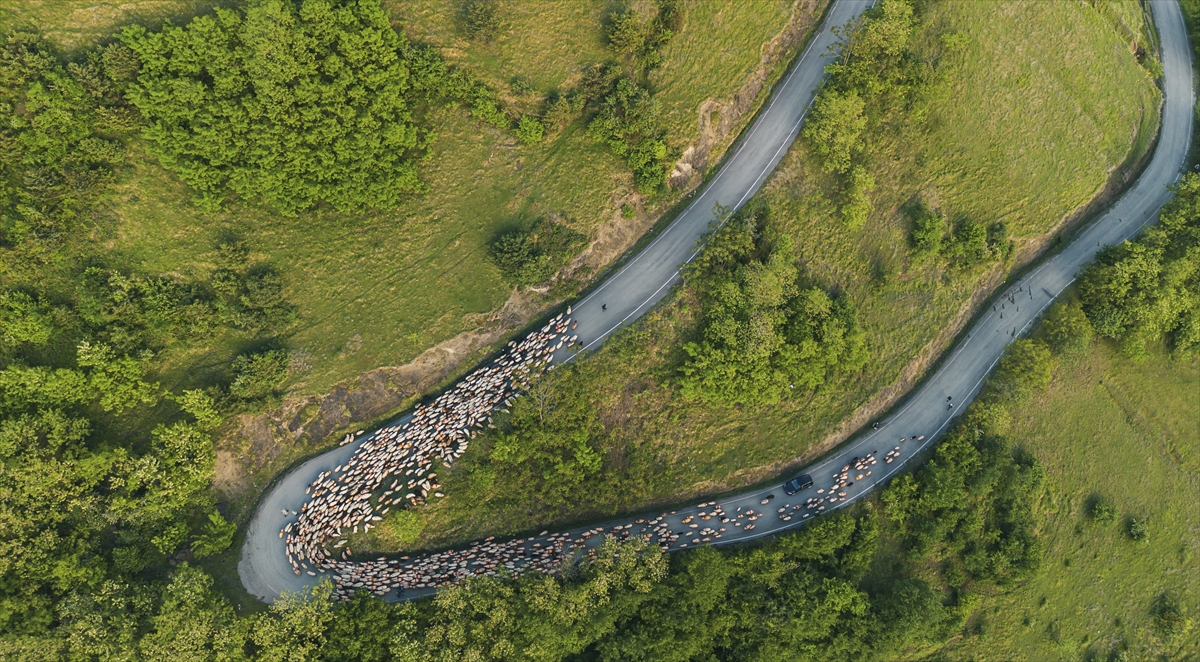 A A 20250518 37993032 37993023 D O G U K A R A D E N I Z D E B E S I C I L E R I N Y A Y L A L A R A G O C U S U R U Y O R