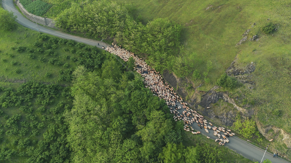 A A 20250518 37993032 37993025 D O G U K A R A D E N I Z D E B E S I C I L E R I N Y A Y L A L A R A G O C U S U R U Y O R