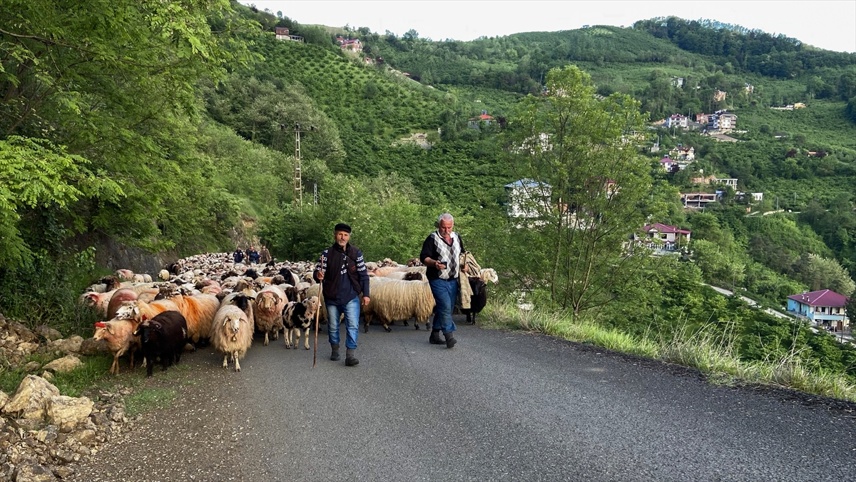 A A 20250518 37993032 37993026 D O G U K A R A D E N I Z D E B E S I C I L E R I N Y A Y L A L A R A G O C U S U R U Y O R