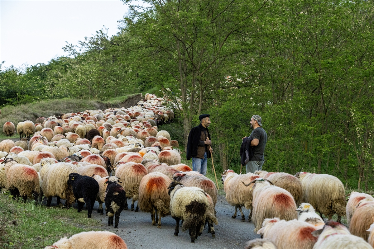 A A 20250518 37993032 37993027 D O G U K A R A D E N I Z D E B E S I C I L E R I N Y A Y L A L A R A G O C U S U R U Y O R