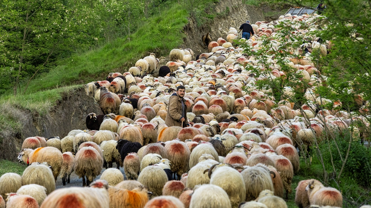 A A 20250518 37993032 37993028 D O G U K A R A D E N I Z D E B E S I C I L E R I N Y A Y L A L A R A G O C U S U R U Y O R