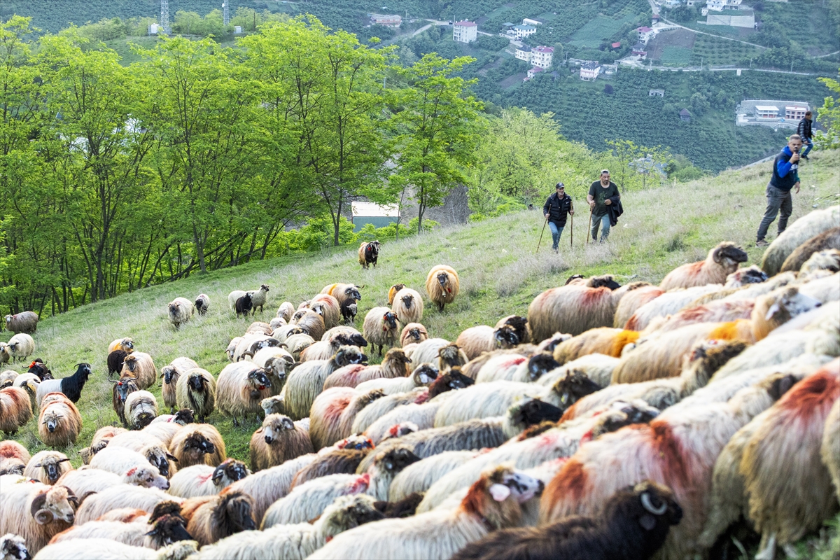 A A 20250518 37993032 37993029 D O G U K A R A D E N I Z D E B E S I C I L E R I N Y A Y L A L A R A G O C U S U R U Y O R