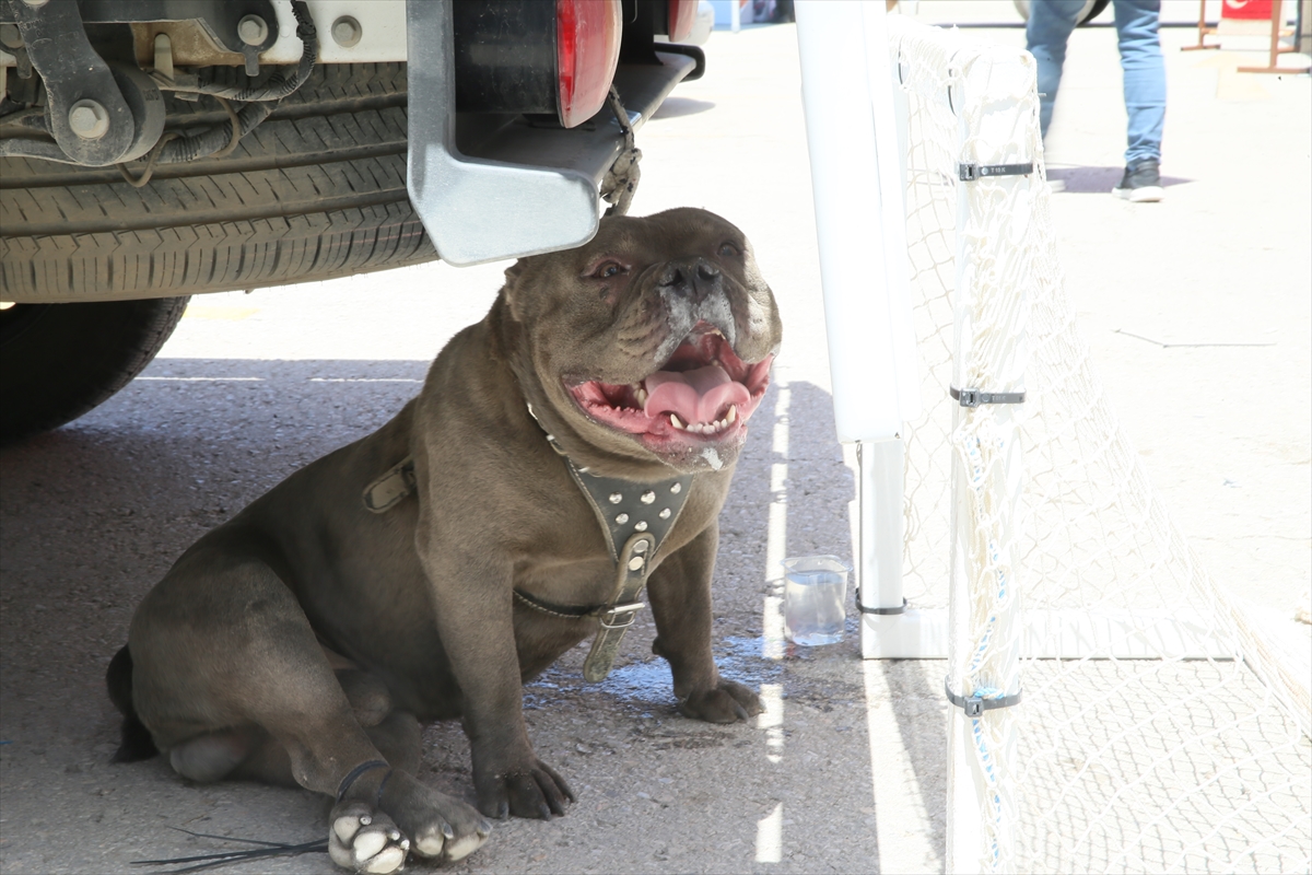 A A 20250518 37995920 37995916 M A L A T Y A D A P I T B U L L C I N S I K O P E G I N S A L D I R I S I N A U G R A Y A N K A D I N Y A R A L A N D I