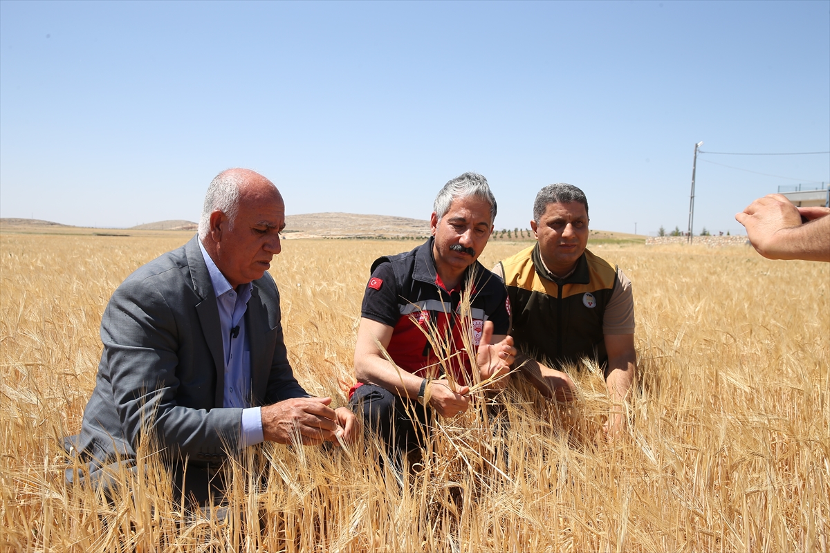 A A 20250521 38030279 38030275 A D I Y A M A N D A S E Z O N U N I L K A R P A H A S A D I Y A P I L D I