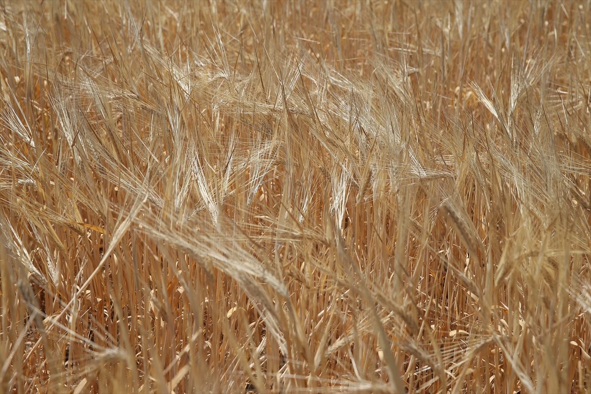 A A 20250521 38030279 38030276 A D I Y A M A N D A S E Z O N U N I L K A R P A H A S A D I Y A P I L D I