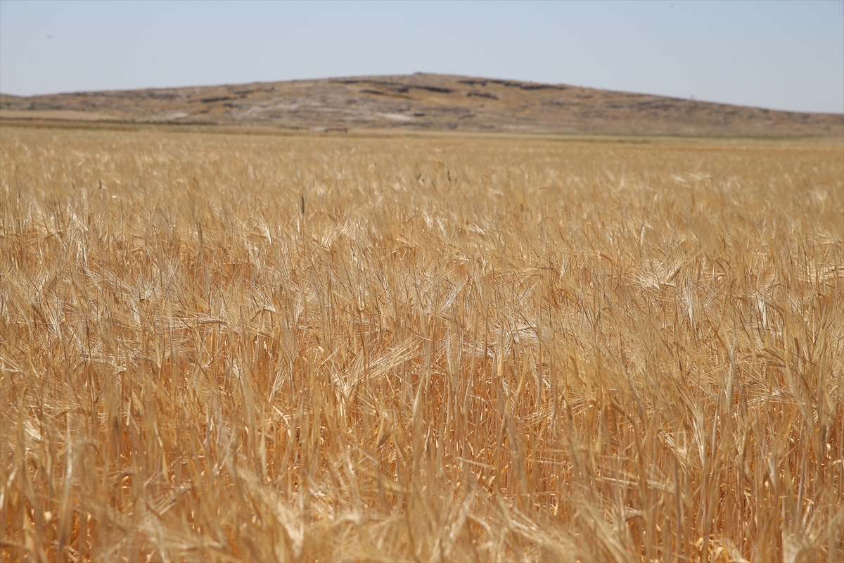 A A 20250521 38030279 38030277 A D I Y A M A N D A S E Z O N U N I L K A R P A H A S A D I Y A P I L D I