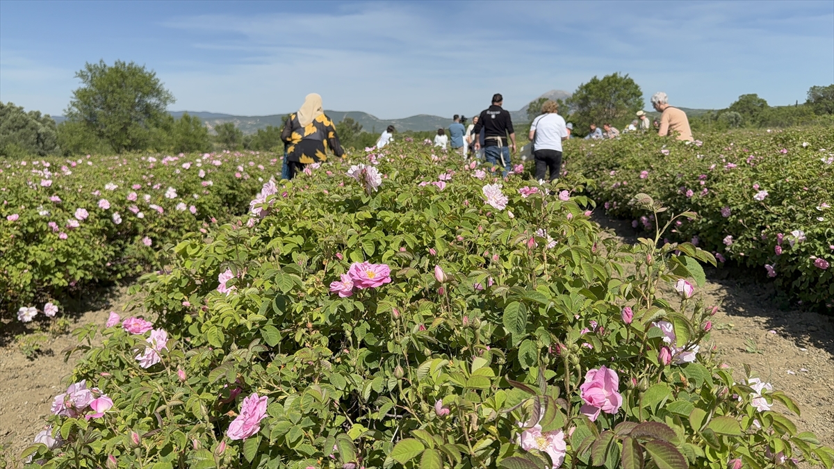 A A 20250521 38030954 38030952 I S P A R T A D A G U L H A S A D I N A B A S L A N D I