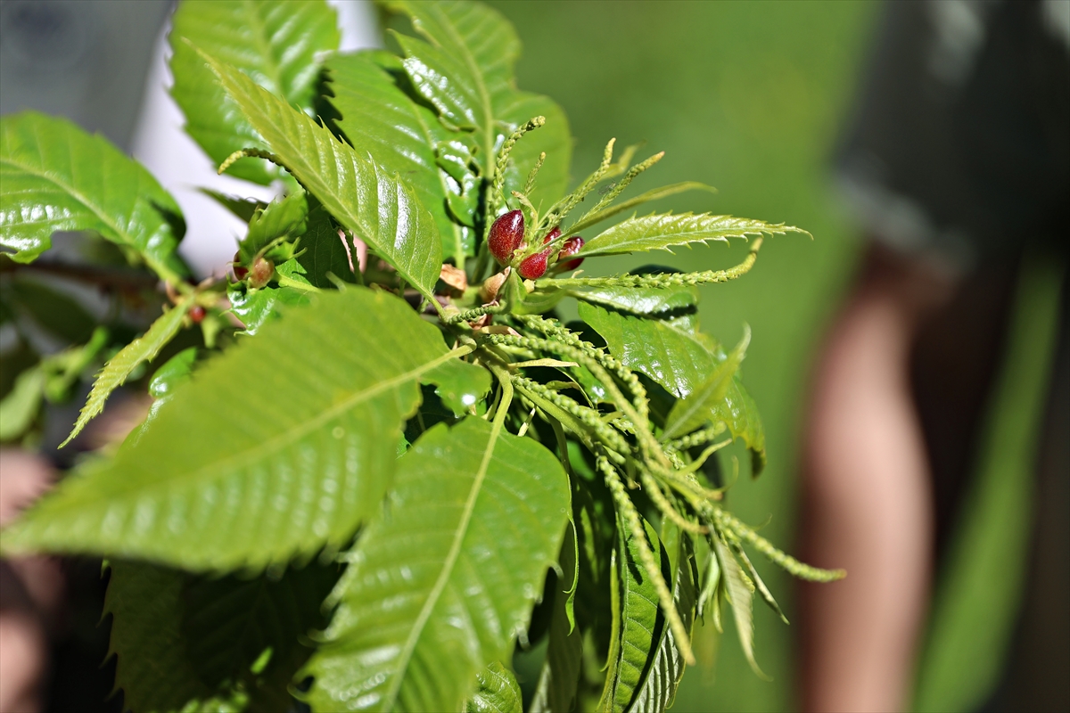 A A 20250522 38042468 38042466 S A M S U N D A K E S T A N E Z A R A R L I S I G A L A R I S I I L E B I Y O L O J I K M U C A D E L E I C I N T O R Y M U S S I N E N S I S D O G A Y A S A L I N D I