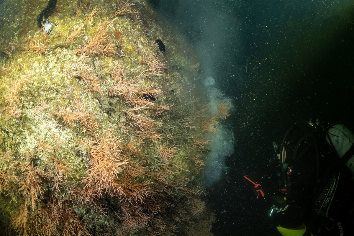 A A 20250523 38054854 38054821 M A R M A R A D E N I Z I N D E C A L I S M A Y A P A N D A L G I C L A R M E R C A N L A R I M U S I L A J D A N T E M I Z L E D I