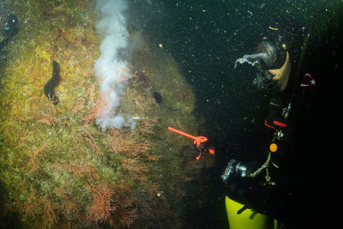 A A 20250523 38054854 38054823 M A R M A R A D E N I Z I N D E C A L I S M A Y A P A N D A L G I C L A R M E R C A N L A R I M U S I L A J D A N T E M I Z L E D I