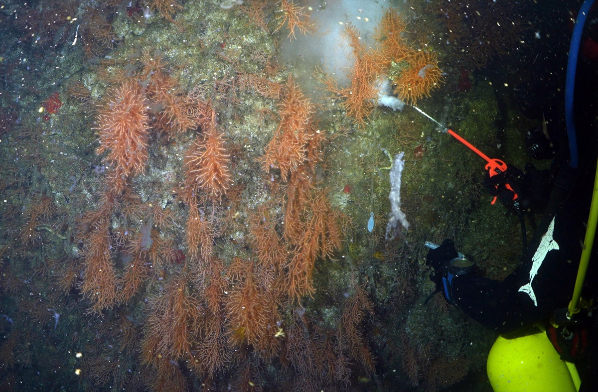 A A 20250523 38054854 38054824 M A R M A R A D E N I Z I N D E C A L I S M A Y A P A N D A L G I C L A R M E R C A N L A R I M U S I L A J D A N T E M I Z L E D I