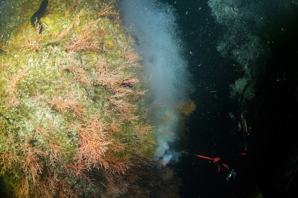 A A 20250523 38054854 38054825 M A R M A R A D E N I Z I N D E C A L I S M A Y A P A N D A L G I C L A R M E R C A N L A R I M U S I L A J D A N T E M I Z L E D I