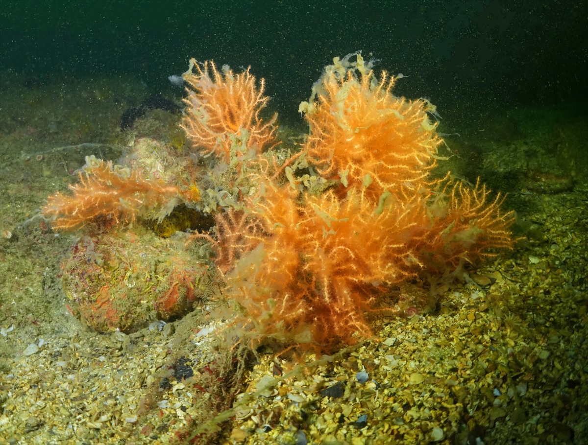 A A 20250523 38054854 38054826 M A R M A R A D E N I Z I N D E C A L I S M A Y A P A N D A L G I C L A R M E R C A N L A R I M U S I L A J D A N T E M I Z L E D I