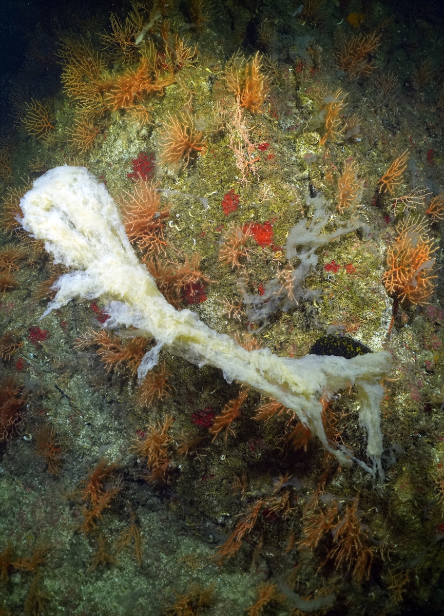 A A 20250523 38054854 38054828 M A R M A R A D E N I Z I N D E C A L I S M A Y A P A N D A L G I C L A R M E R C A N L A R I M U S I L A J D A N T E M I Z L E D I