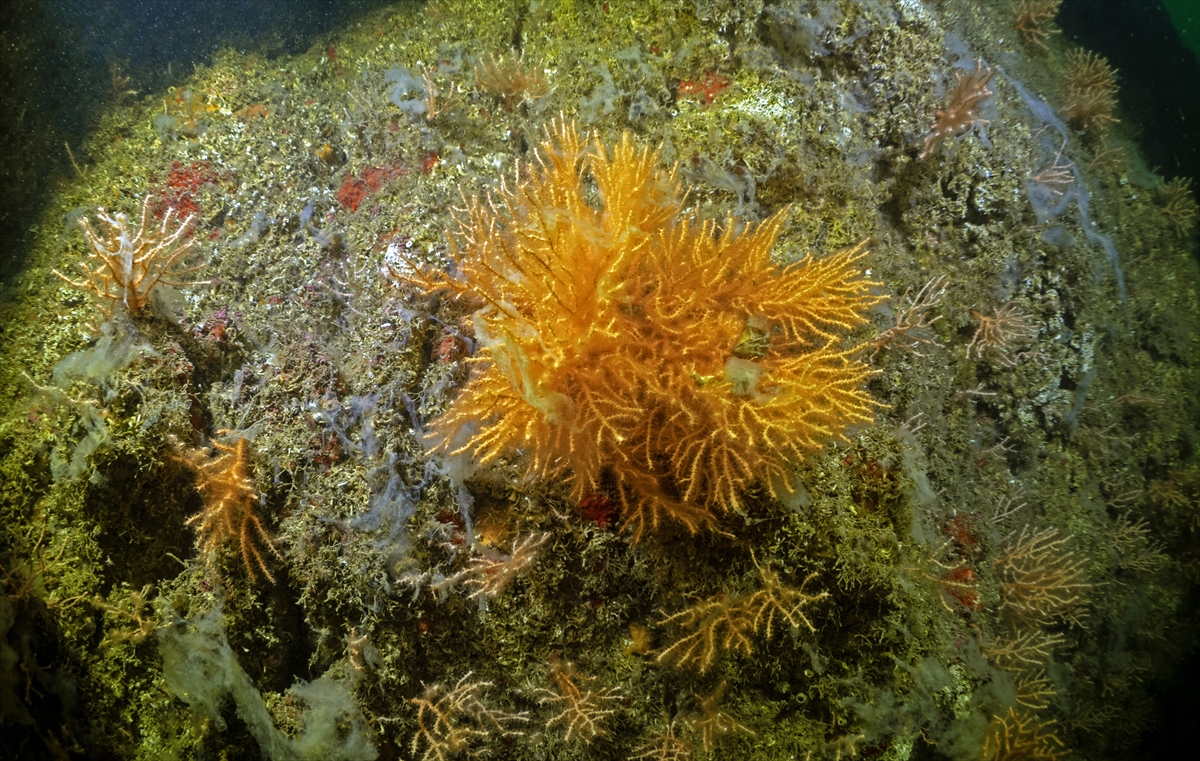 A A 20250523 38054854 38054829 M A R M A R A D E N I Z I N D E C A L I S M A Y A P A N D A L G I C L A R M E R C A N L A R I M U S I L A J D A N T E M I Z L E D I