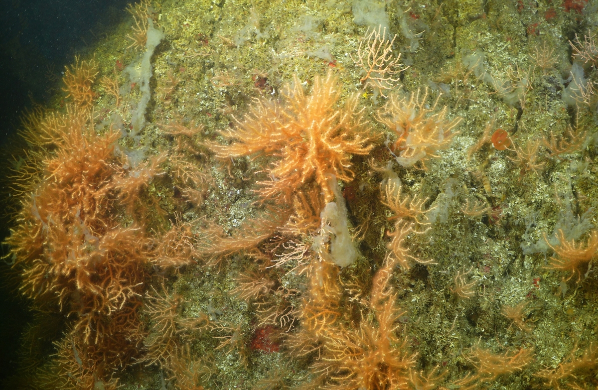 A A 20250523 38054854 38054832 M A R M A R A D E N I Z I N D E C A L I S M A Y A P A N D A L G I C L A R M E R C A N L A R I M U S I L A J D A N T E M I Z L E D I