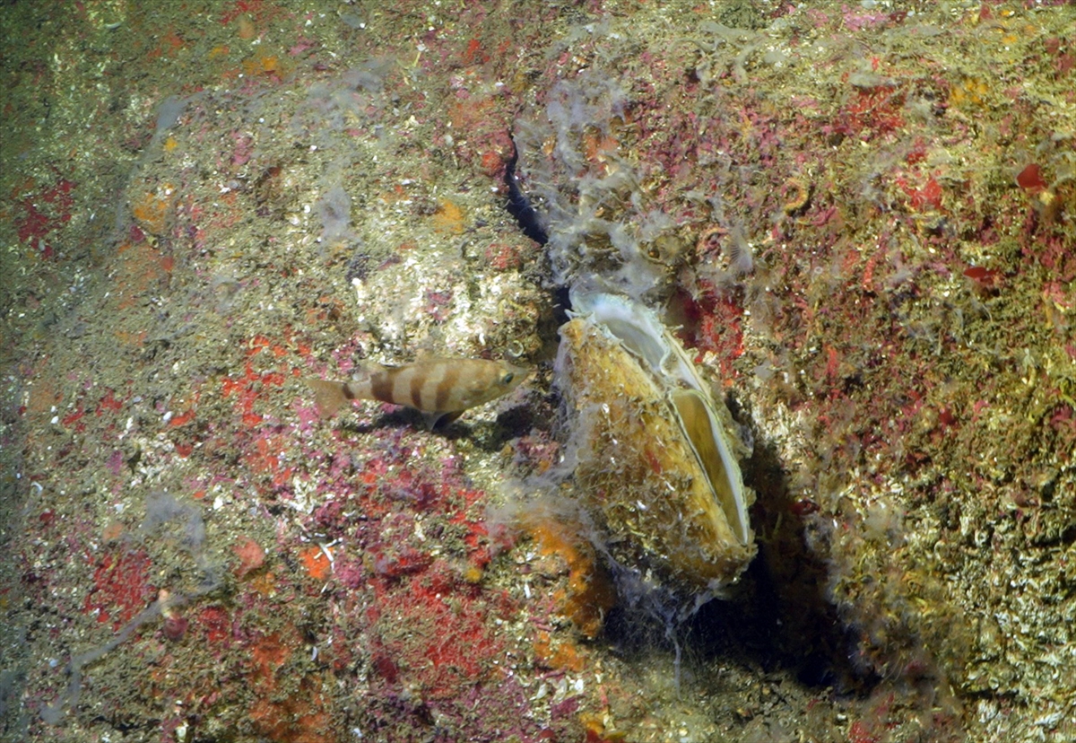 A A 20250523 38054854 38054834 M A R M A R A D E N I Z I N D E C A L I S M A Y A P A N D A L G I C L A R M E R C A N L A R I M U S I L A J D A N T E M I Z L E D I