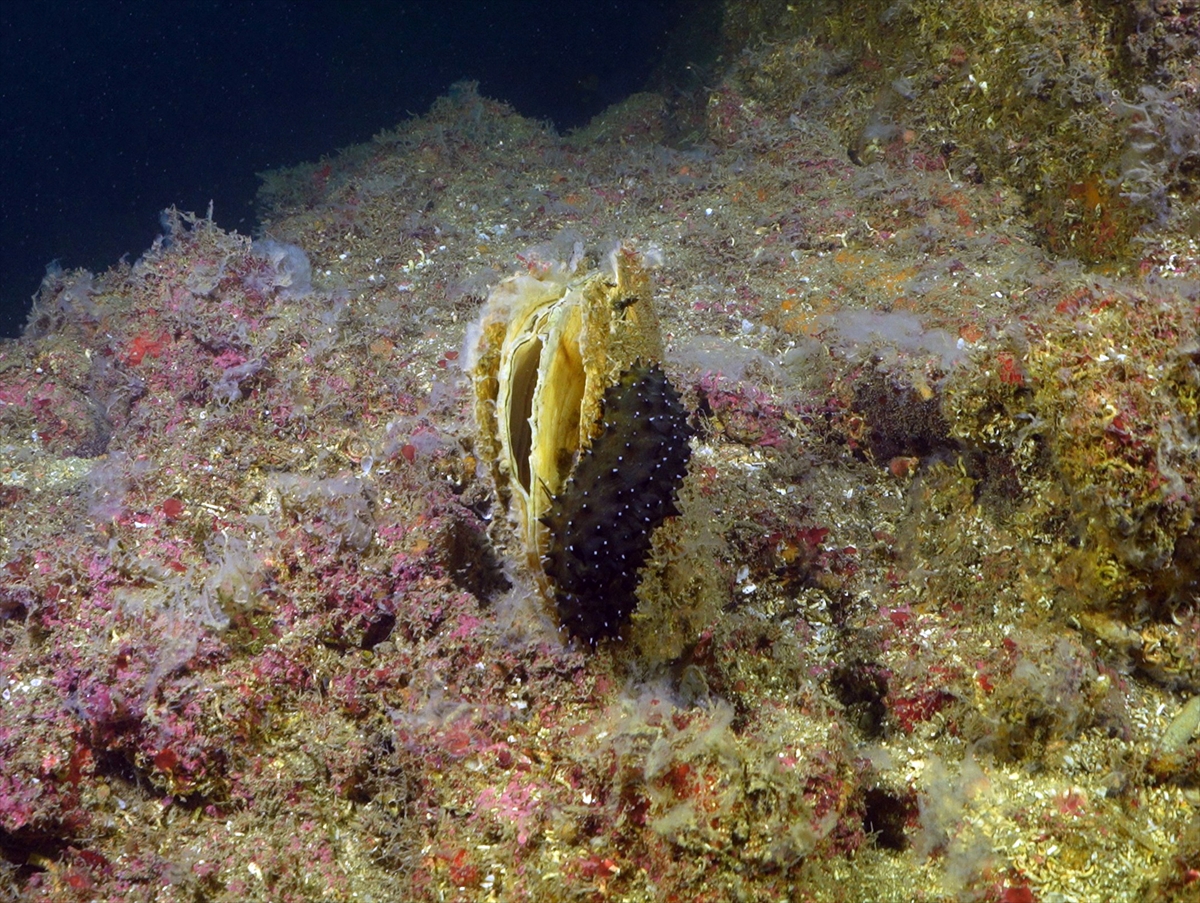 A A 20250523 38054854 38054836 M A R M A R A D E N I Z I N D E C A L I S M A Y A P A N D A L G I C L A R M E R C A N L A R I M U S I L A J D A N T E M I Z L E D I