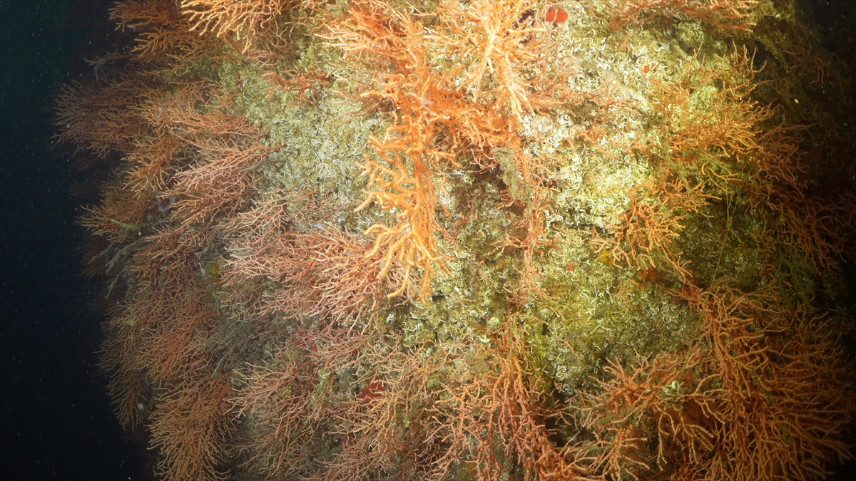 A A 20250523 38054854 38054837 M A R M A R A D E N I Z I N D E C A L I S M A Y A P A N D A L G I C L A R M E R C A N L A R I M U S I L A J D A N T E M I Z L E D I