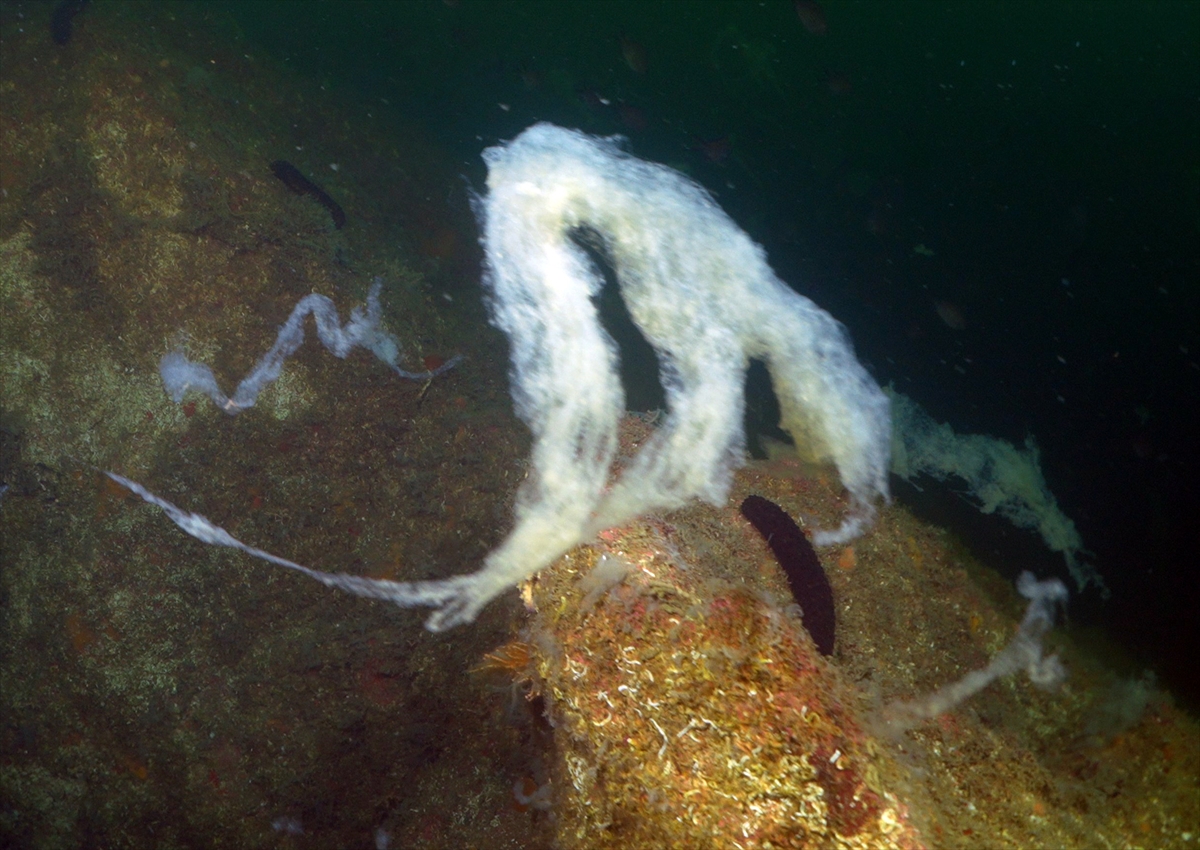 A A 20250523 38054854 38054839 M A R M A R A D E N I Z I N D E C A L I S M A Y A P A N D A L G I C L A R M E R C A N L A R I M U S I L A J D A N T E M I Z L E D I