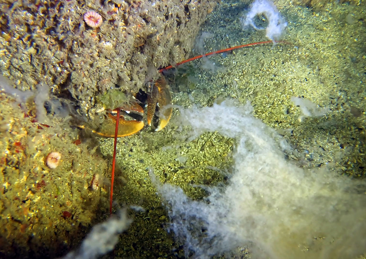 A A 20250523 38054854 38054841 M A R M A R A D E N I Z I N D E C A L I S M A Y A P A N D A L G I C L A R M E R C A N L A R I M U S I L A J D A N T E M I Z L E D I