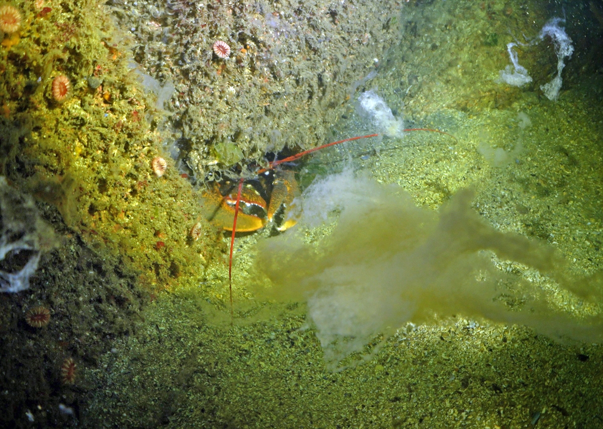 A A 20250523 38054854 38054843 M A R M A R A D E N I Z I N D E C A L I S M A Y A P A N D A L G I C L A R M E R C A N L A R I M U S I L A J D A N T E M I Z L E D I