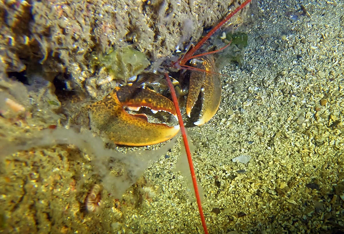 A A 20250523 38054854 38054845 M A R M A R A D E N I Z I N D E C A L I S M A Y A P A N D A L G I C L A R M E R C A N L A R I M U S I L A J D A N T E M I Z L E D I