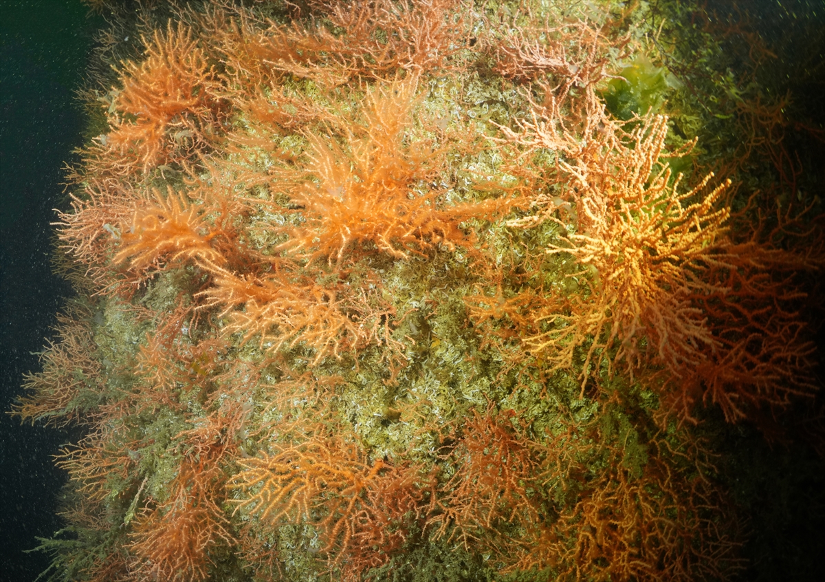 A A 20250523 38054854 38054846 M A R M A R A D E N I Z I N D E C A L I S M A Y A P A N D A L G I C L A R M E R C A N L A R I M U S I L A J D A N T E M I Z L E D I