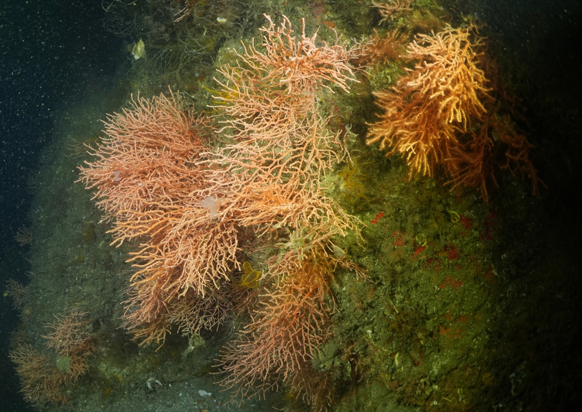 A A 20250523 38054854 38054849 M A R M A R A D E N I Z I N D E C A L I S M A Y A P A N D A L G I C L A R M E R C A N L A R I M U S I L A J D A N T E M I Z L E D I