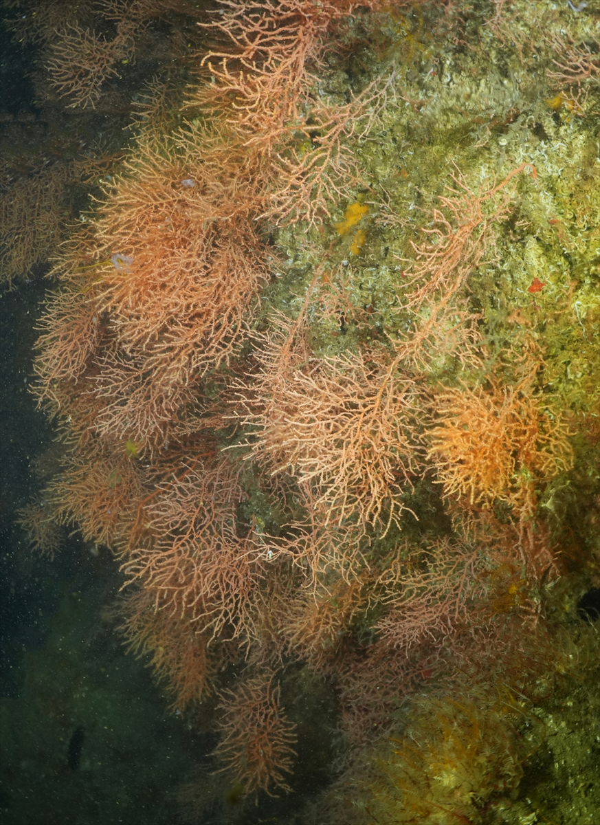 A A 20250523 38054854 38054851 M A R M A R A D E N I Z I N D E C A L I S M A Y A P A N D A L G I C L A R M E R C A N L A R I M U S I L A J D A N T E M I Z L E D I