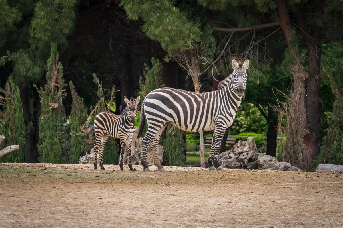 A A 20250524 38062725 38062723 I Z M I R D O G A L Y A S A M P A R K I N D A 70 Y A V R U D U N Y A Y A G E L D I