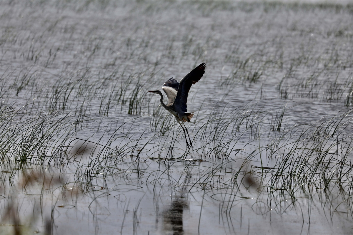 A A 20250524 38062839 38062815 G O C M E N K U S L A R I N K A R A D E N I Z D E K I L I M A N I K I Z I L I R M A K D E L T A S I