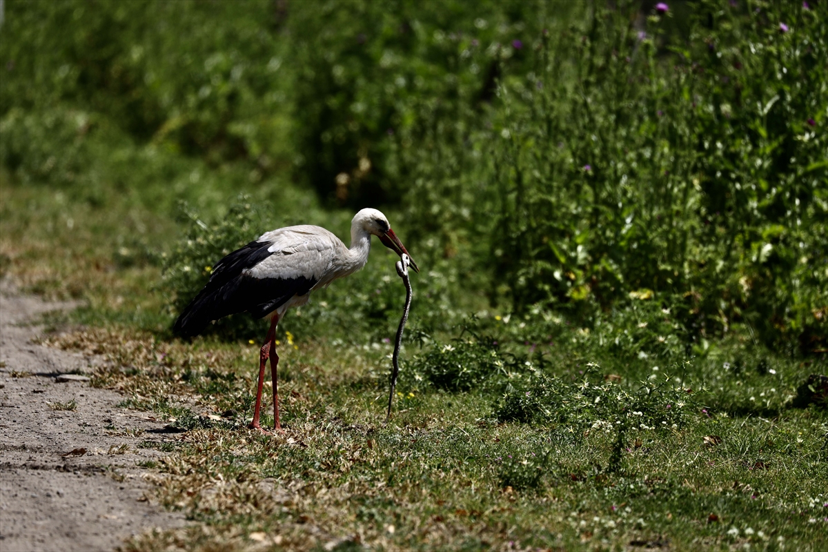 A A 20250524 38062839 38062816 G O C M E N K U S L A R I N K A R A D E N I Z D E K I L I M A N I K I Z I L I R M A K D E L T A S I