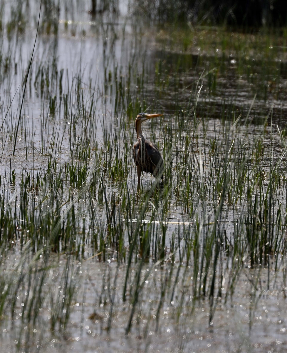 A A 20250524 38062839 38062817 G O C M E N K U S L A R I N K A R A D E N I Z D E K I L I M A N I K I Z I L I R M A K D E L T A S I