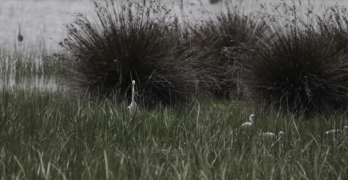 A A 20250524 38062839 38062818 G O C M E N K U S L A R I N K A R A D E N I Z D E K I L I M A N I K I Z I L I R M A K D E L T A S I