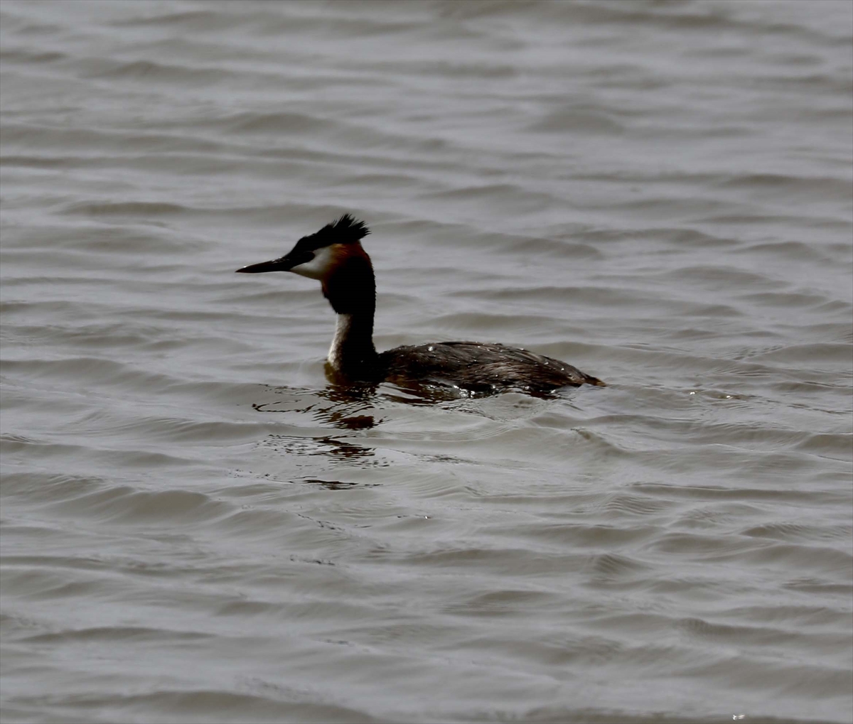 A A 20250524 38062839 38062819 G O C M E N K U S L A R I N K A R A D E N I Z D E K I L I M A N I K I Z I L I R M A K D E L T A S I