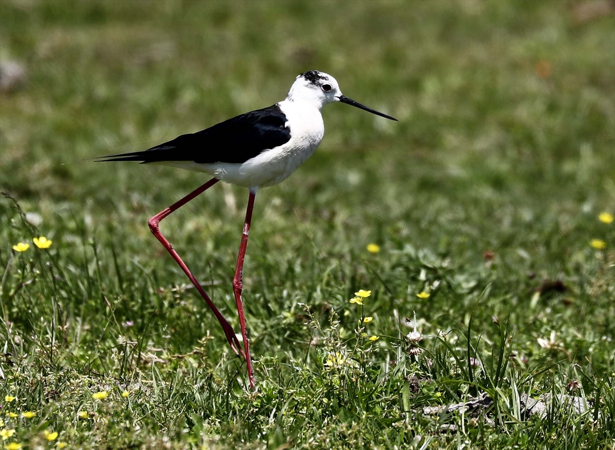 A A 20250524 38062839 38062820 G O C M E N K U S L A R I N K A R A D E N I Z D E K I L I M A N I K I Z I L I R M A K D E L T A S I