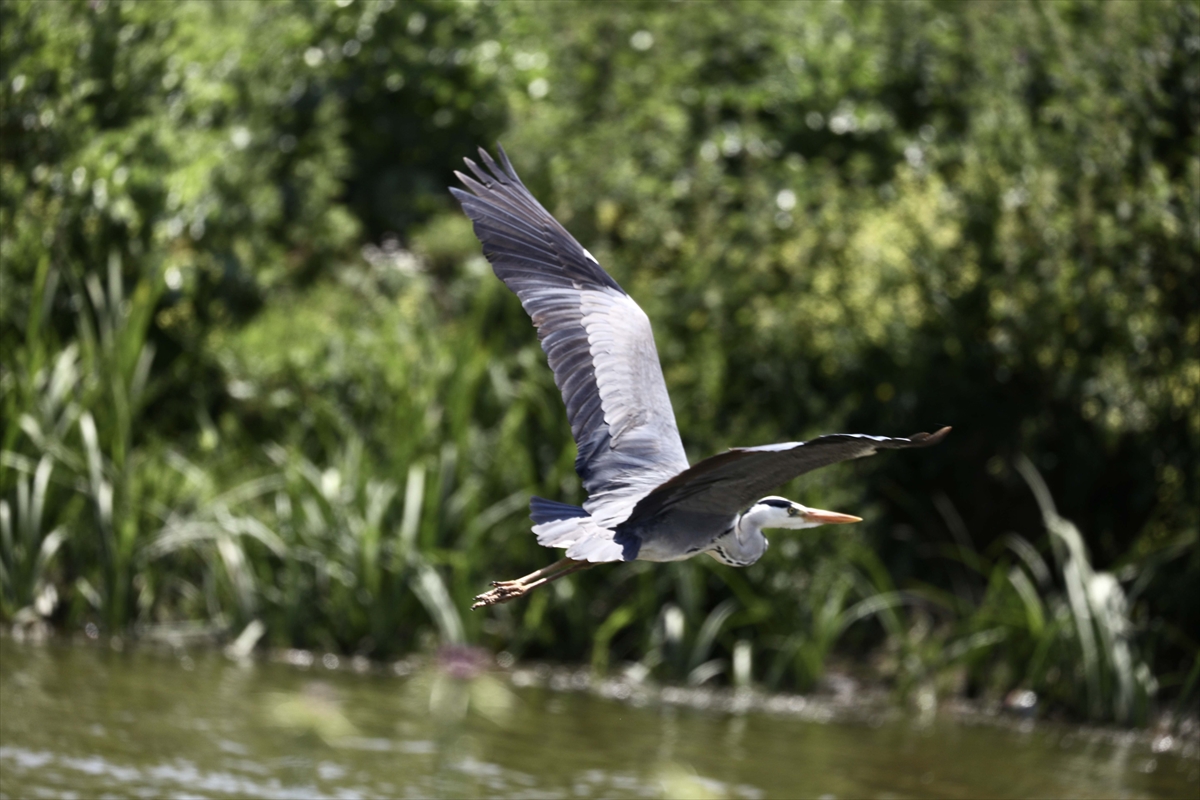 A A 20250524 38062839 38062821 G O C M E N K U S L A R I N K A R A D E N I Z D E K I L I M A N I K I Z I L I R M A K D E L T A S I